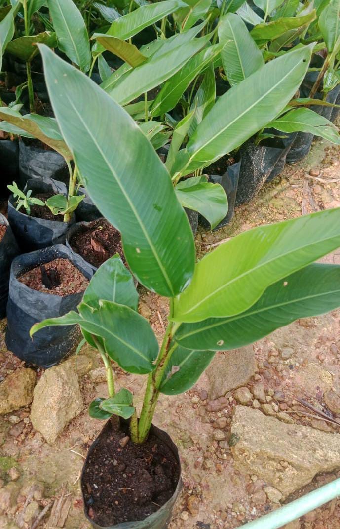 Heliconia Rostrata(Hanging Lobster Claw)