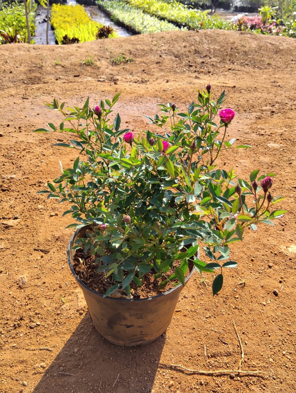 Miniature Pink Bush Rose(Own Rooted-Nadan)