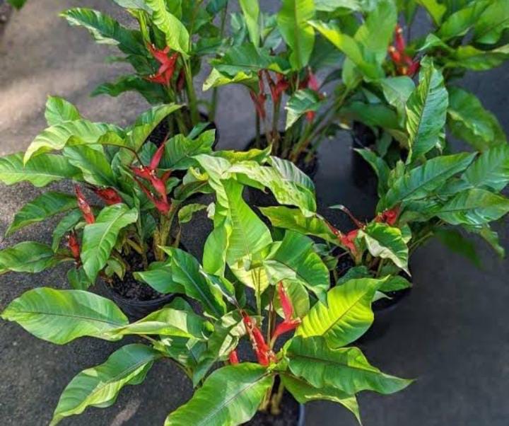 Heliconia Jamaican Dwarf