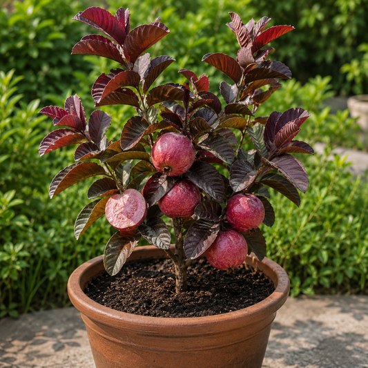 Purple Guava(Layered )