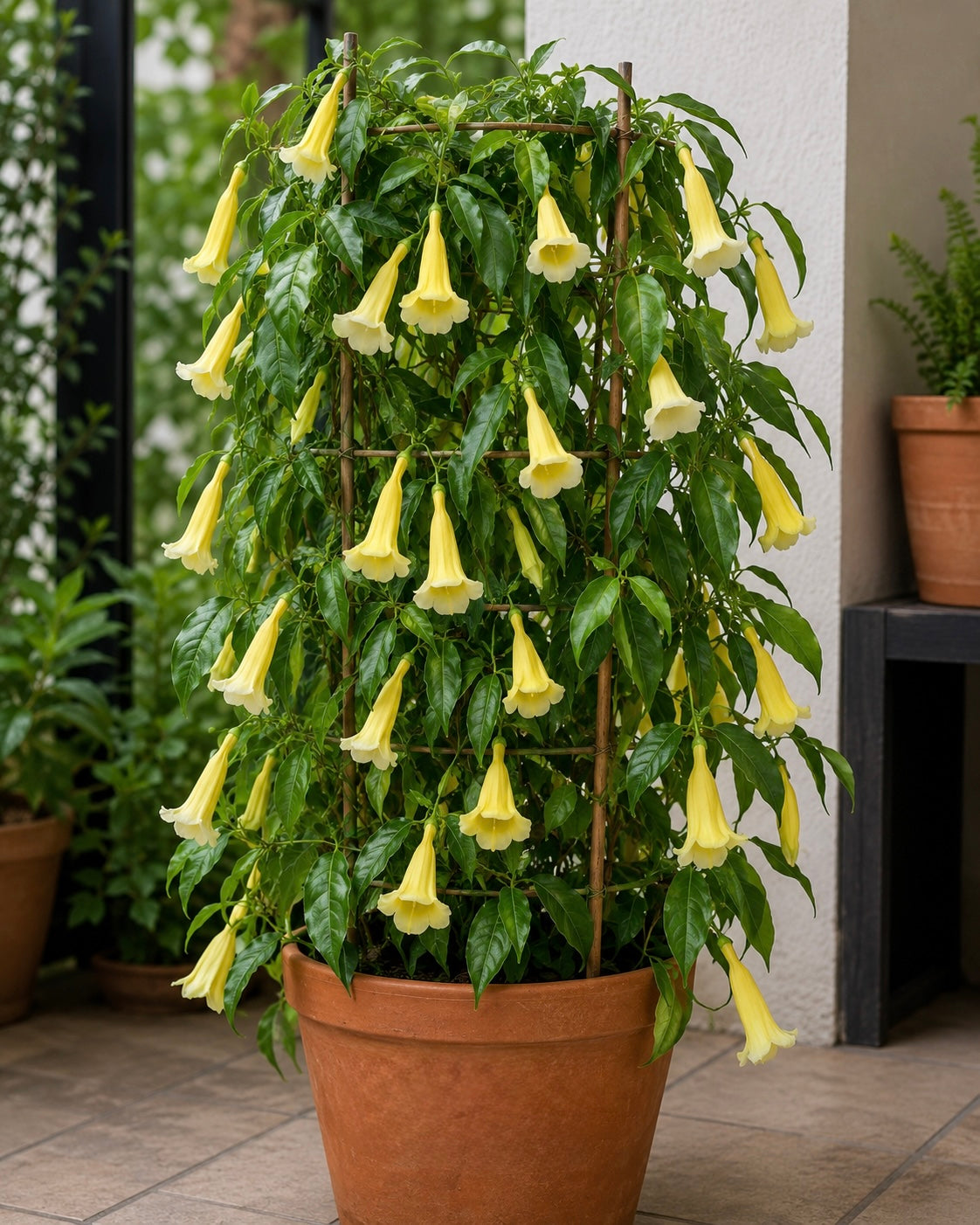 Yellow Trumpet Vine/Anemopaegma