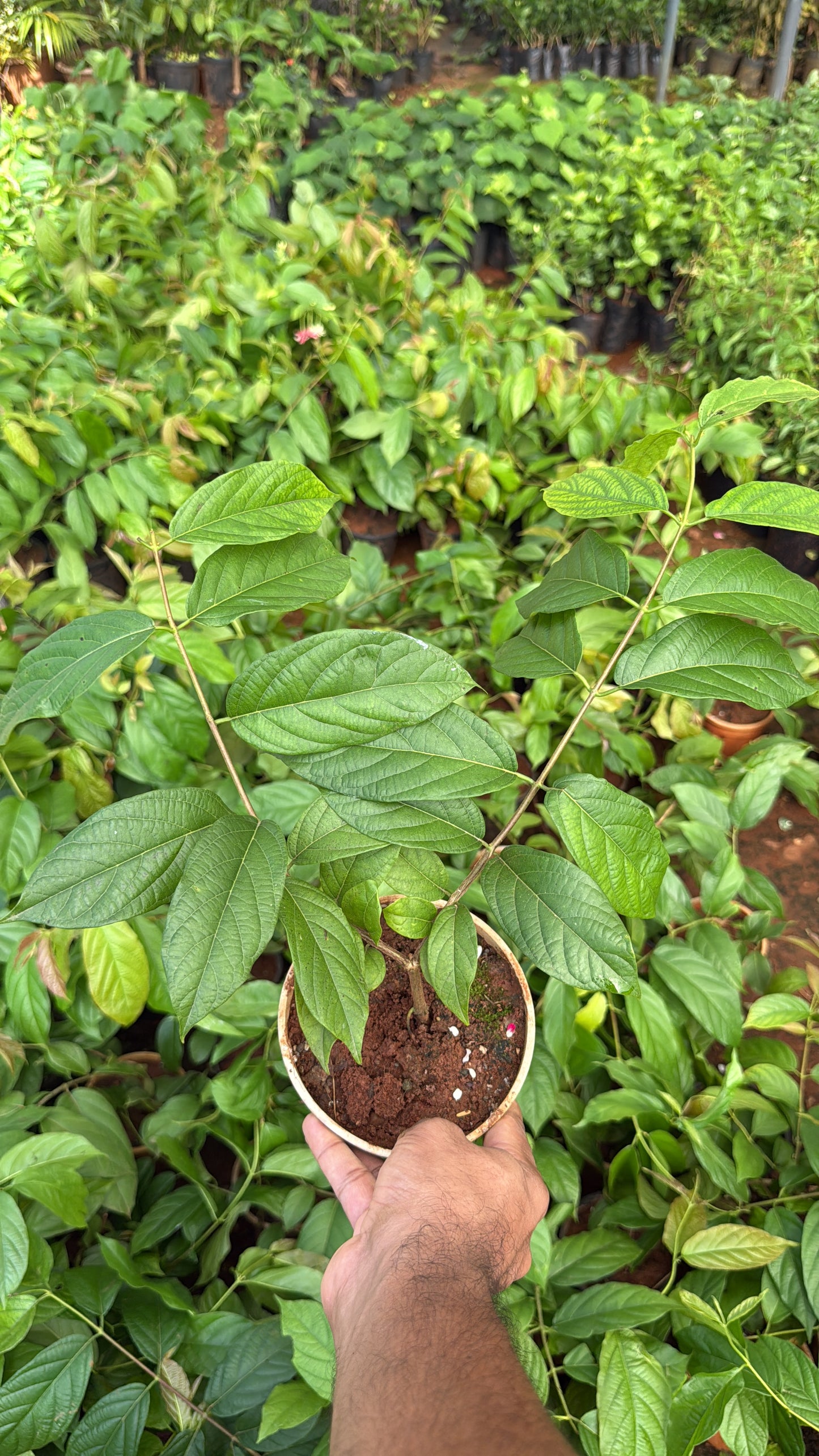 Hybrid Rangoon Creeper(Multipetal) Scented