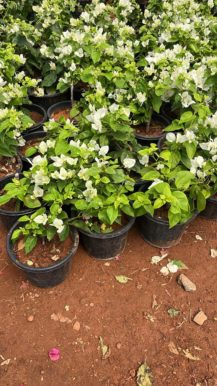 Bougainvillea White