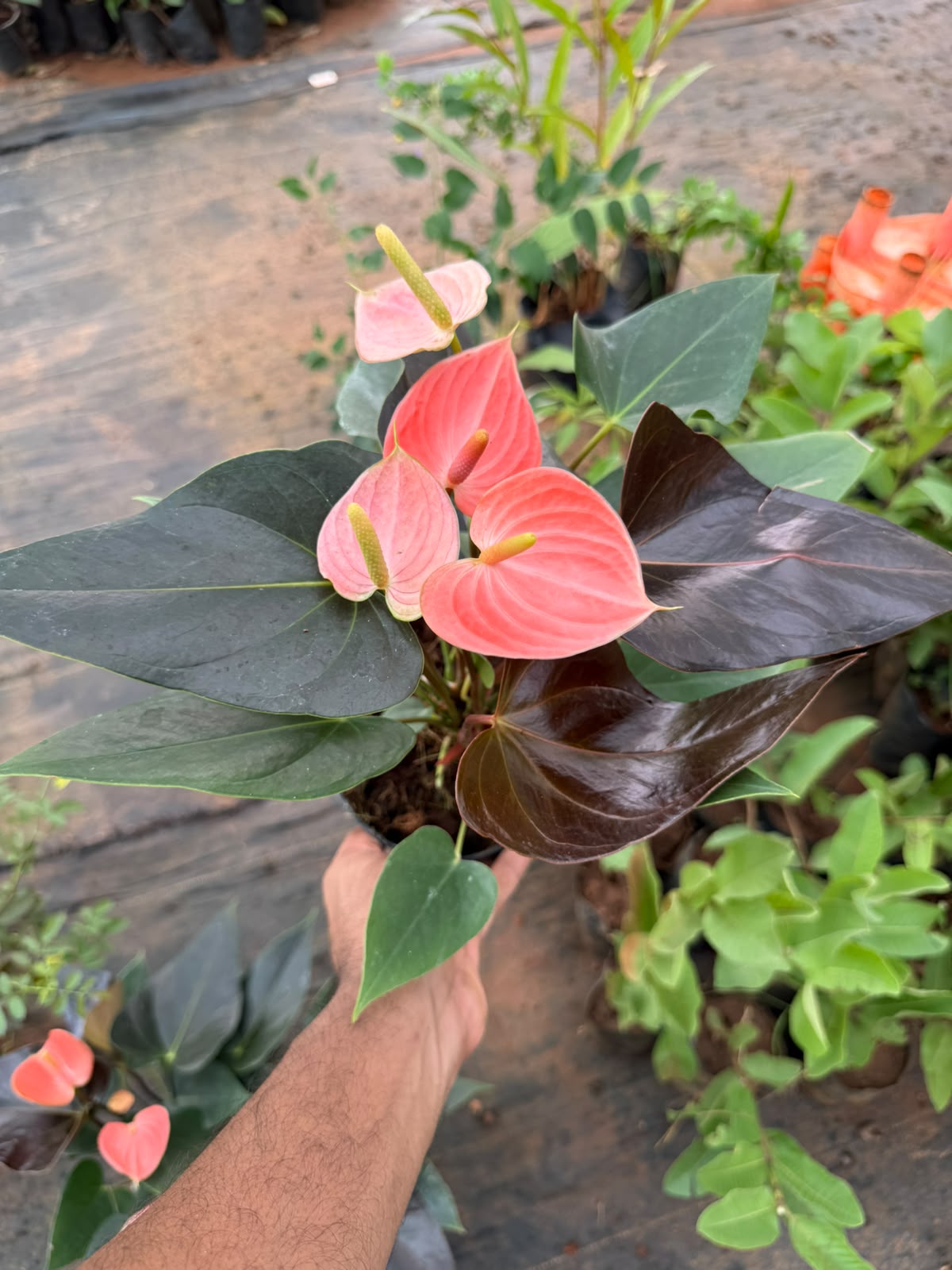 Anthurium Peach (Double Shoot)
