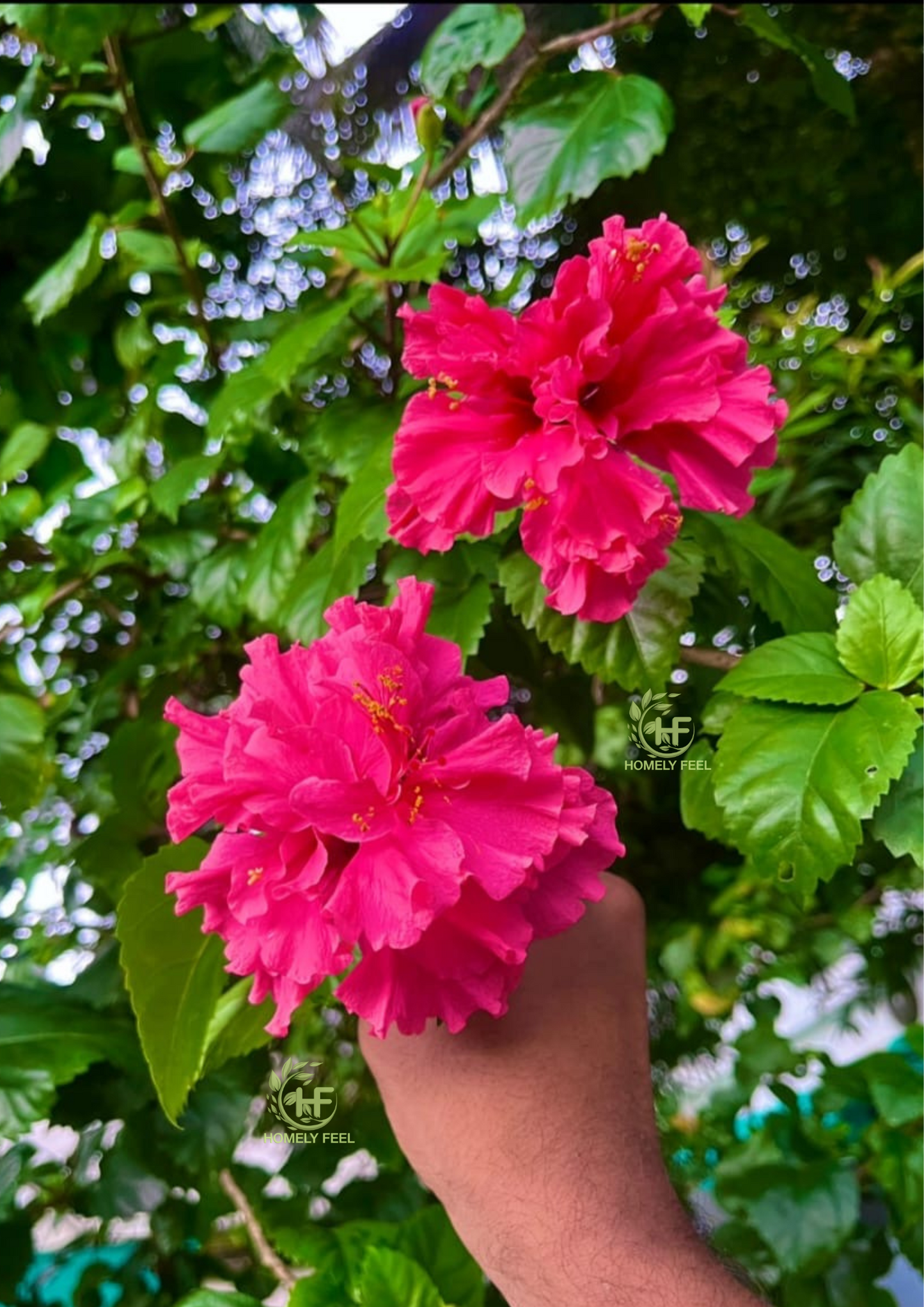 Hibiscus Peach Multipetal