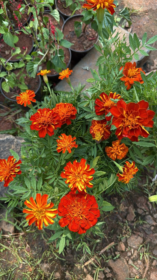 Marigold M04