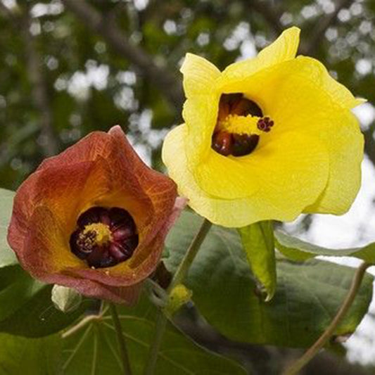 Sea Hibiscus