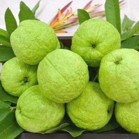 Allahabad Safeda Guava(Layered Plant)