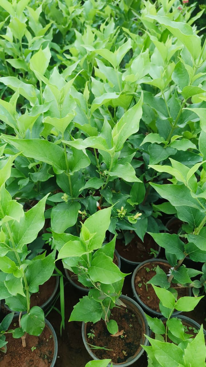 Pavizha Malli(Coral Jasmine) Hybrid