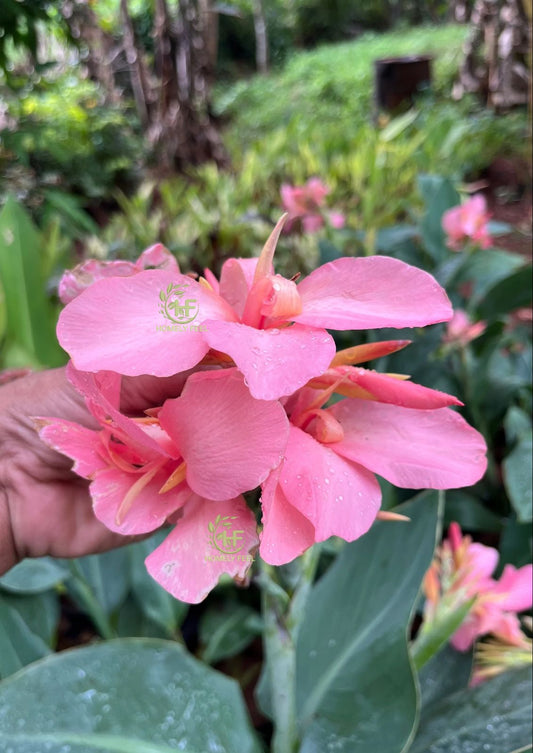 Canna Lilly Pink Hybrid