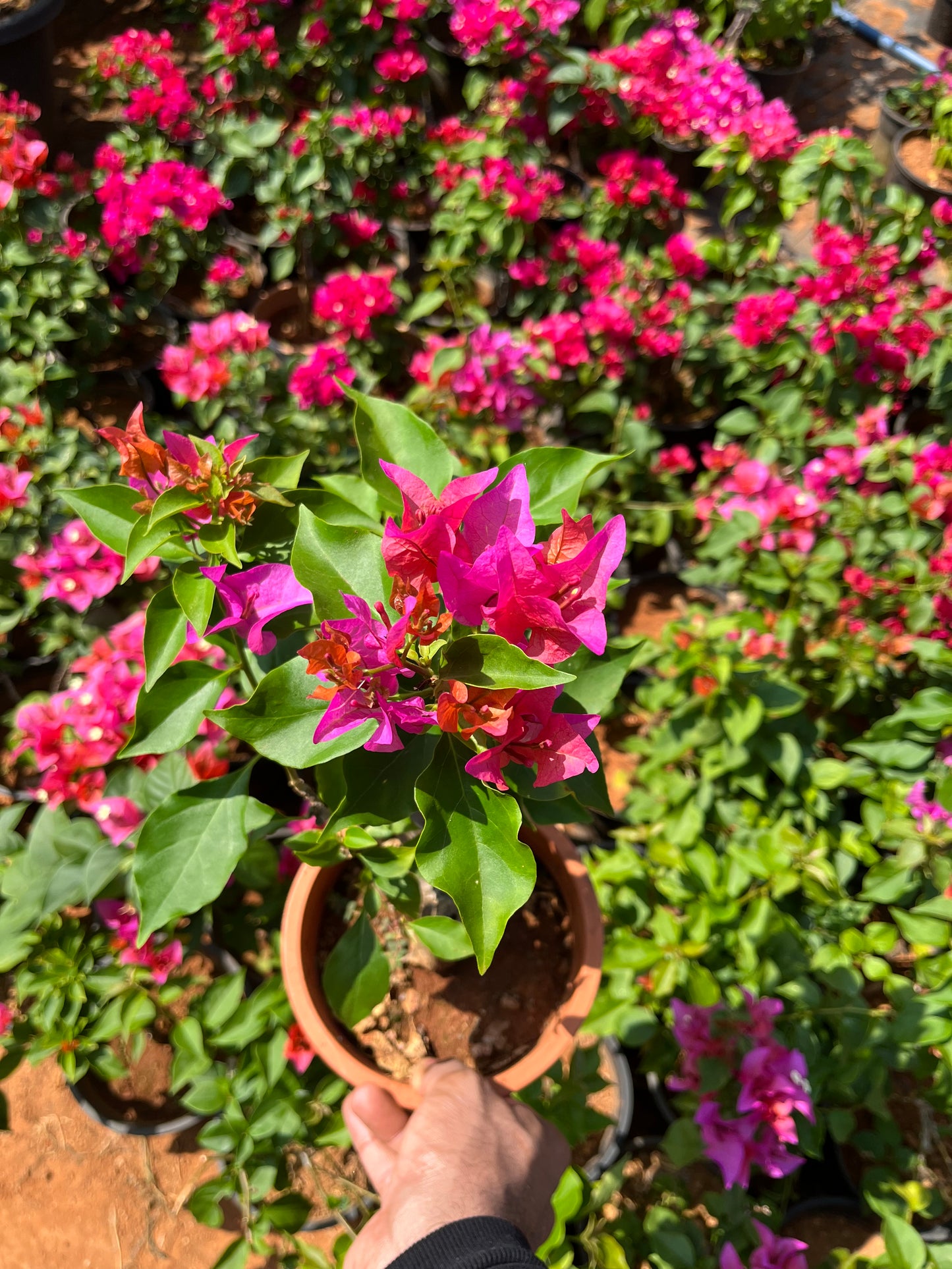 Bougainvillea Pink with orange inside