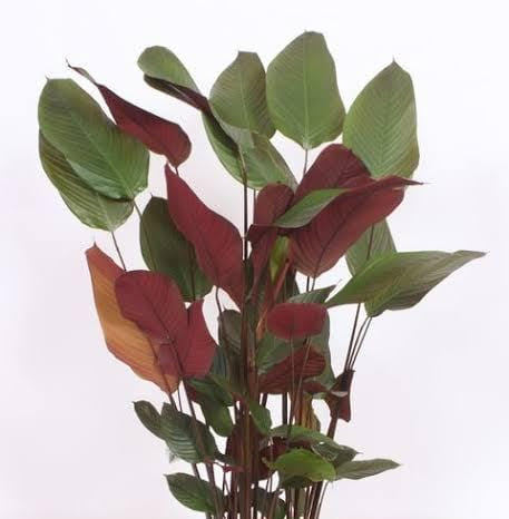 Calathea Lutea Red