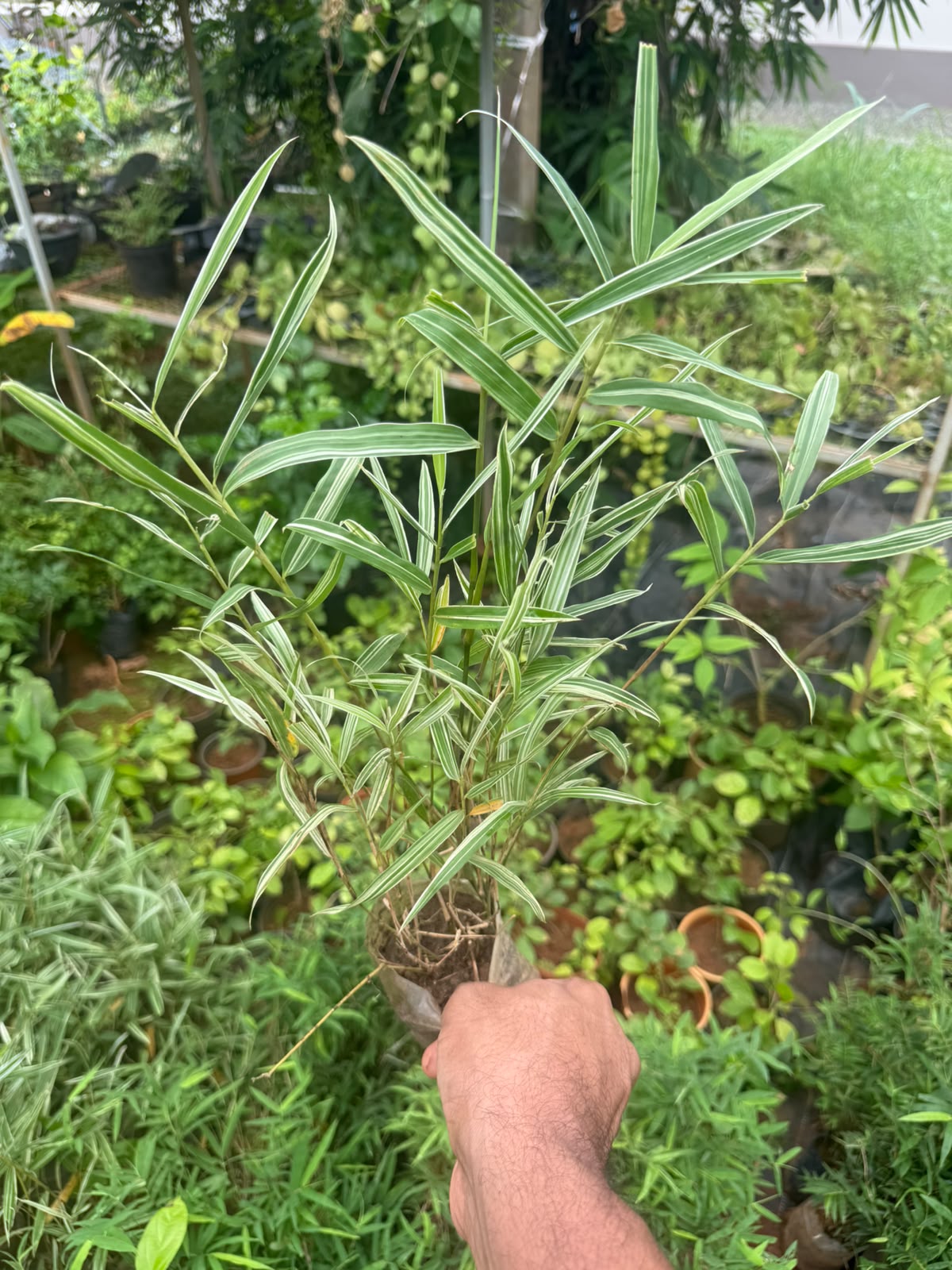Variegated Bamboo