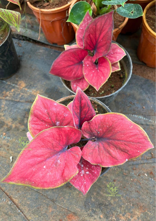 Caladium C04