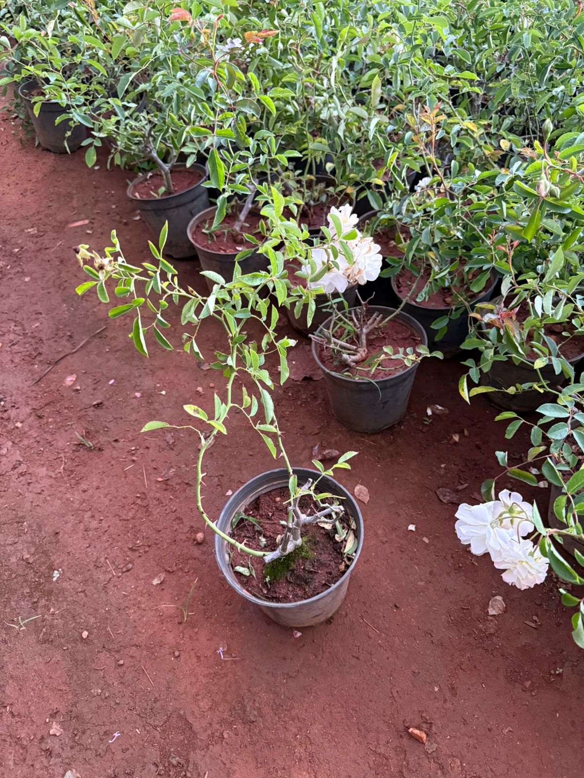 Climbing Rose White(Own Rooted-Nadan)