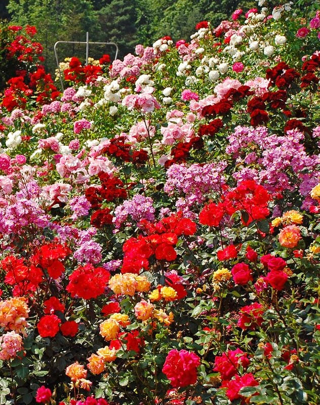 Rose combo(10 varieties)