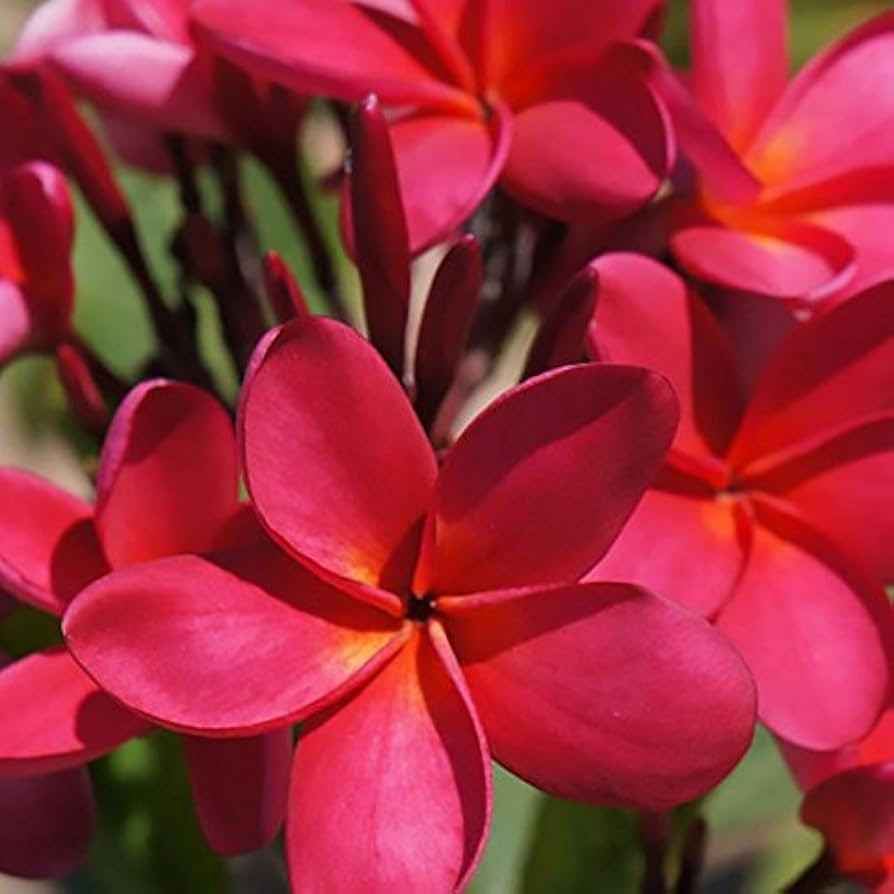 Plumeria Red