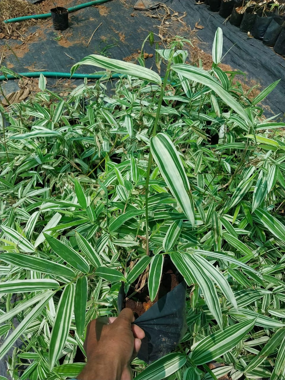 Variegated Hiroshima Bamboo