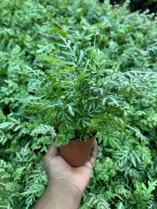 Silver Lace Fern