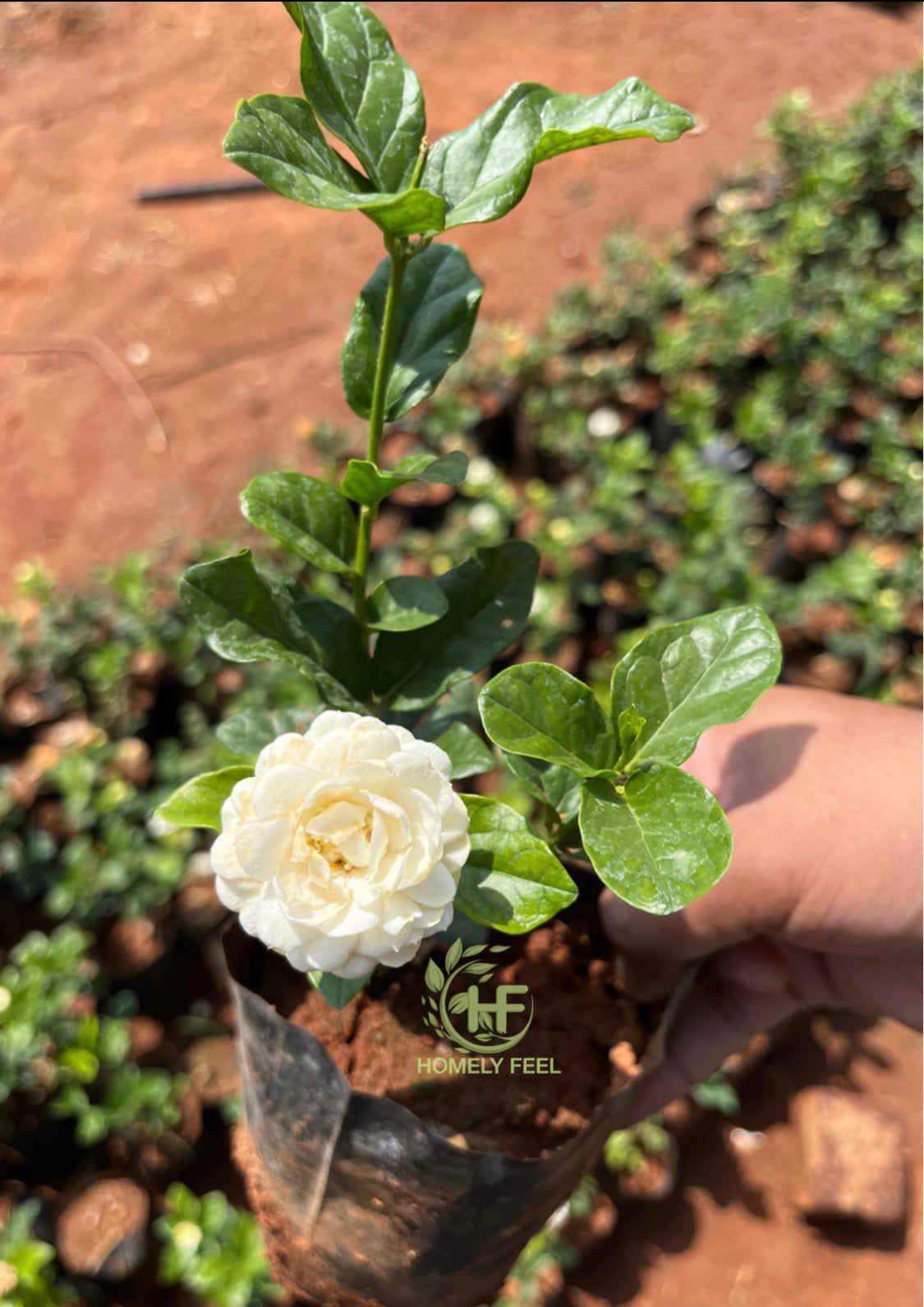 Seven Layer/Arabian Jasmine(2 plants combo)