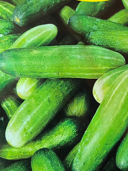 Salad Cucumber(കക്കരിക്ക)seed