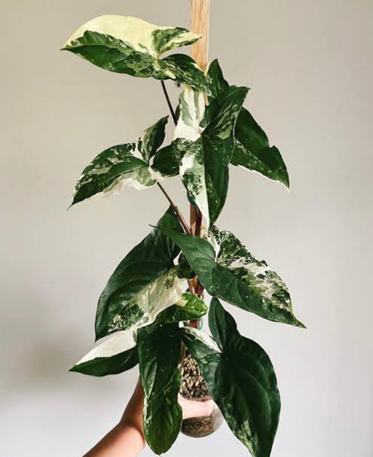 Syngonium Albo