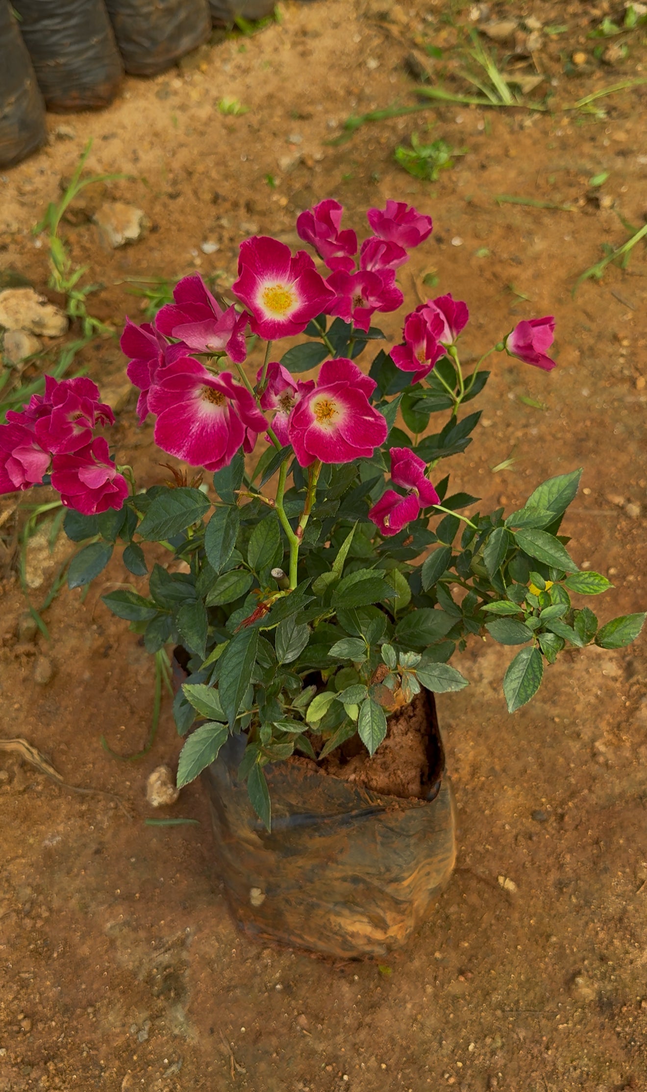 Butterfly Rose