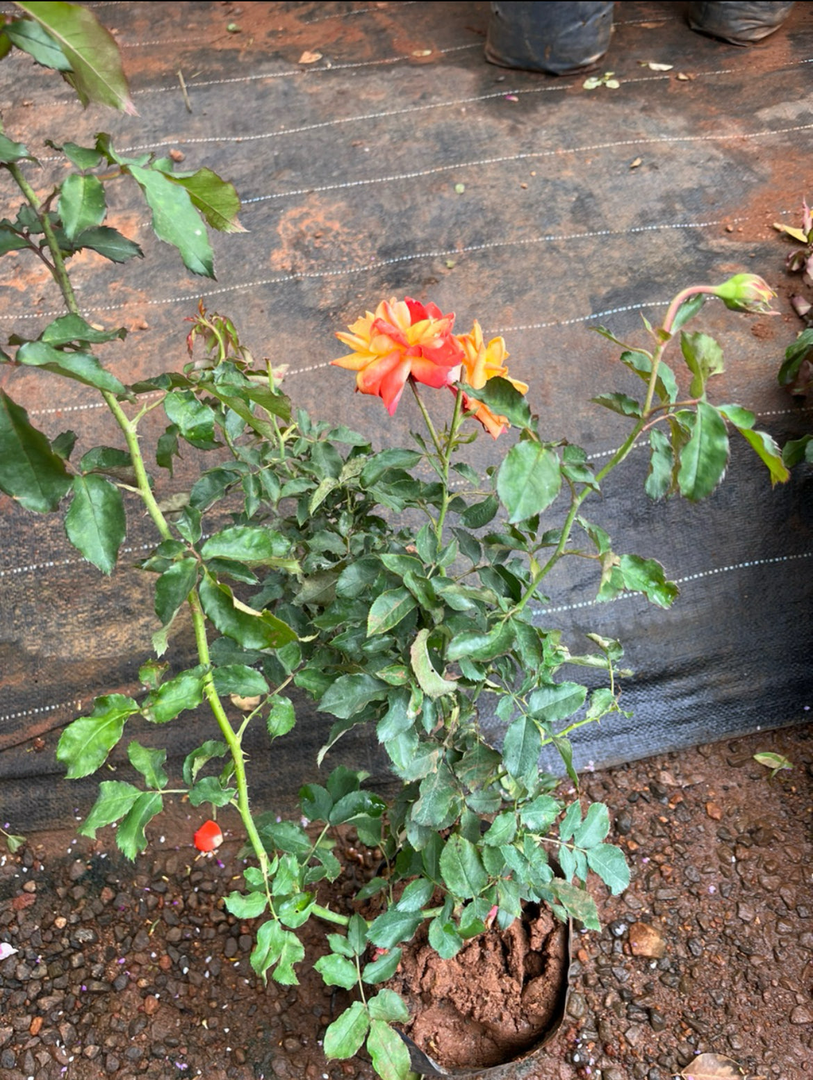 Culcutta Rose
