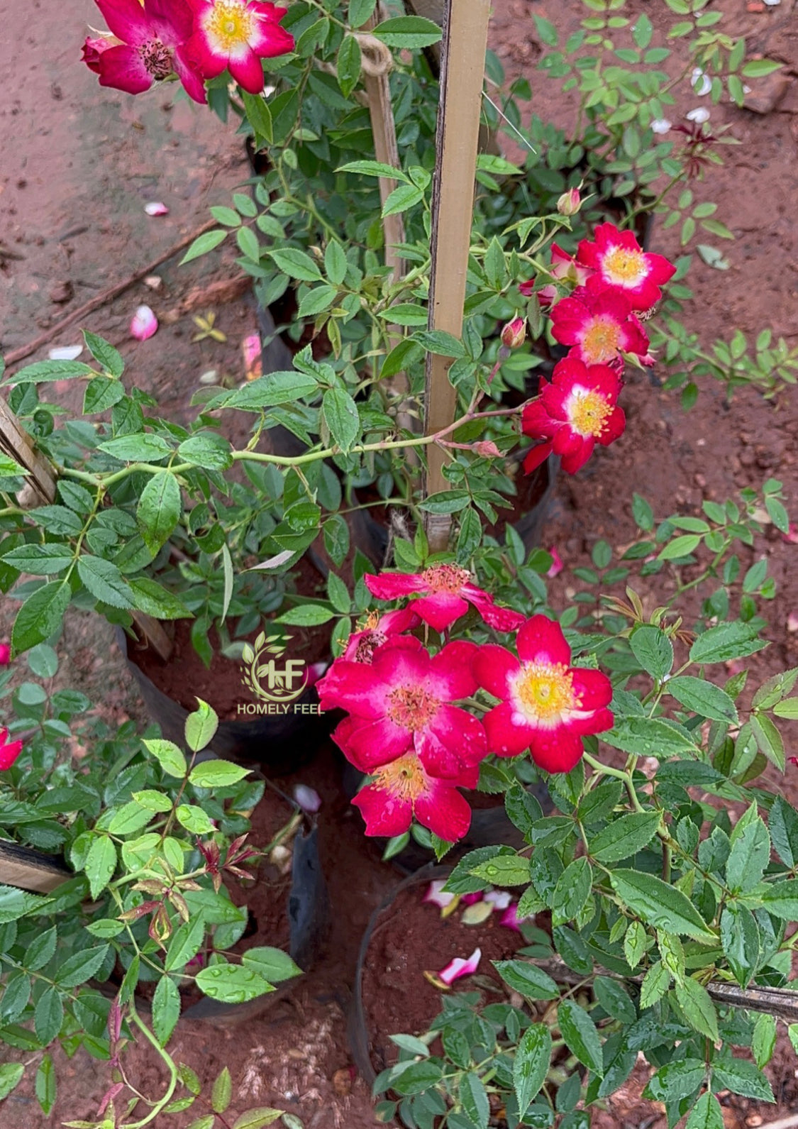 Climbing Rose Butterfly Pinkish Red(Own Rooted)