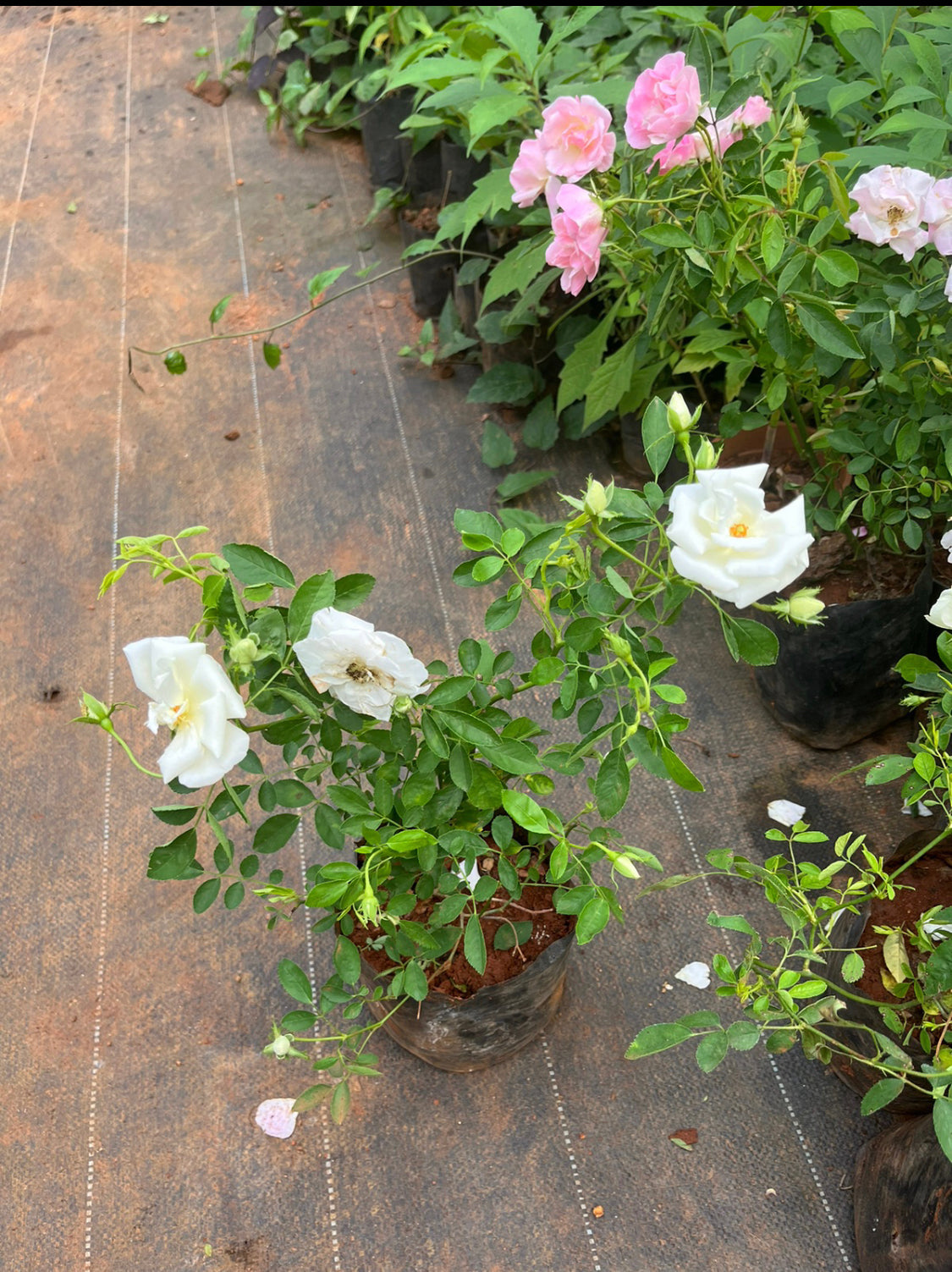 Summer Snowrose
