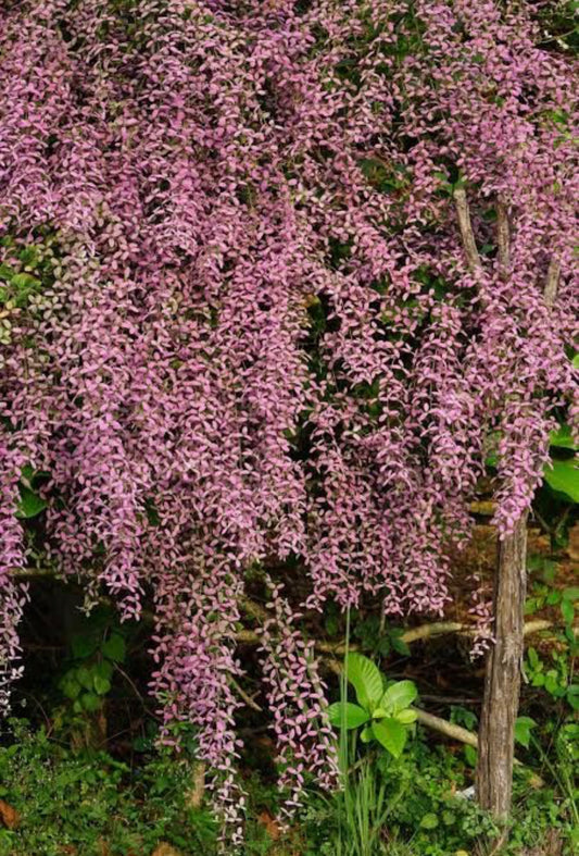 Congea(Shower Orchid)