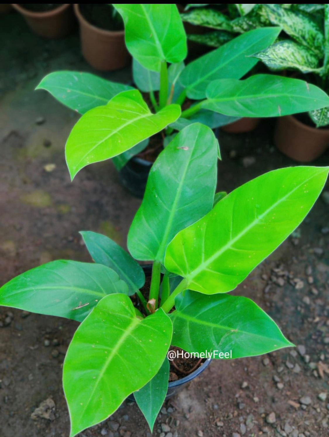 Philodendron Golden Melinonii(Medium Size)