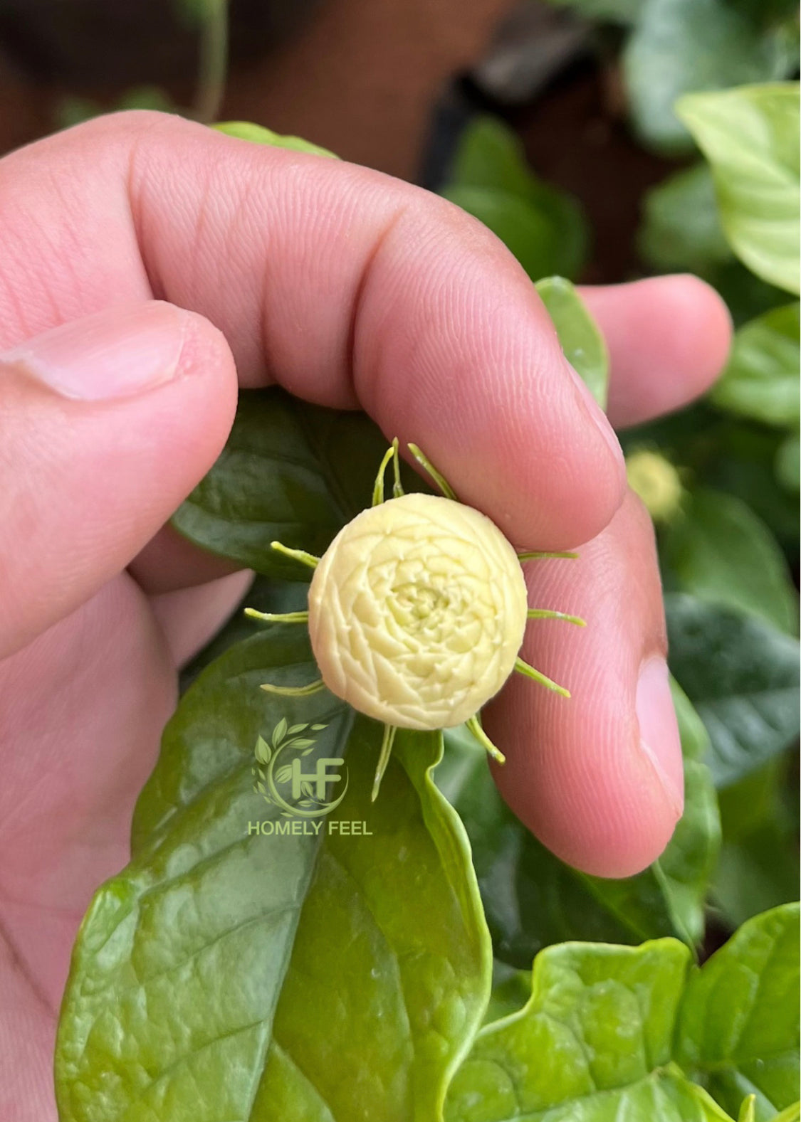 Seven Layer/Arabian Jasmine(2 plants combo)