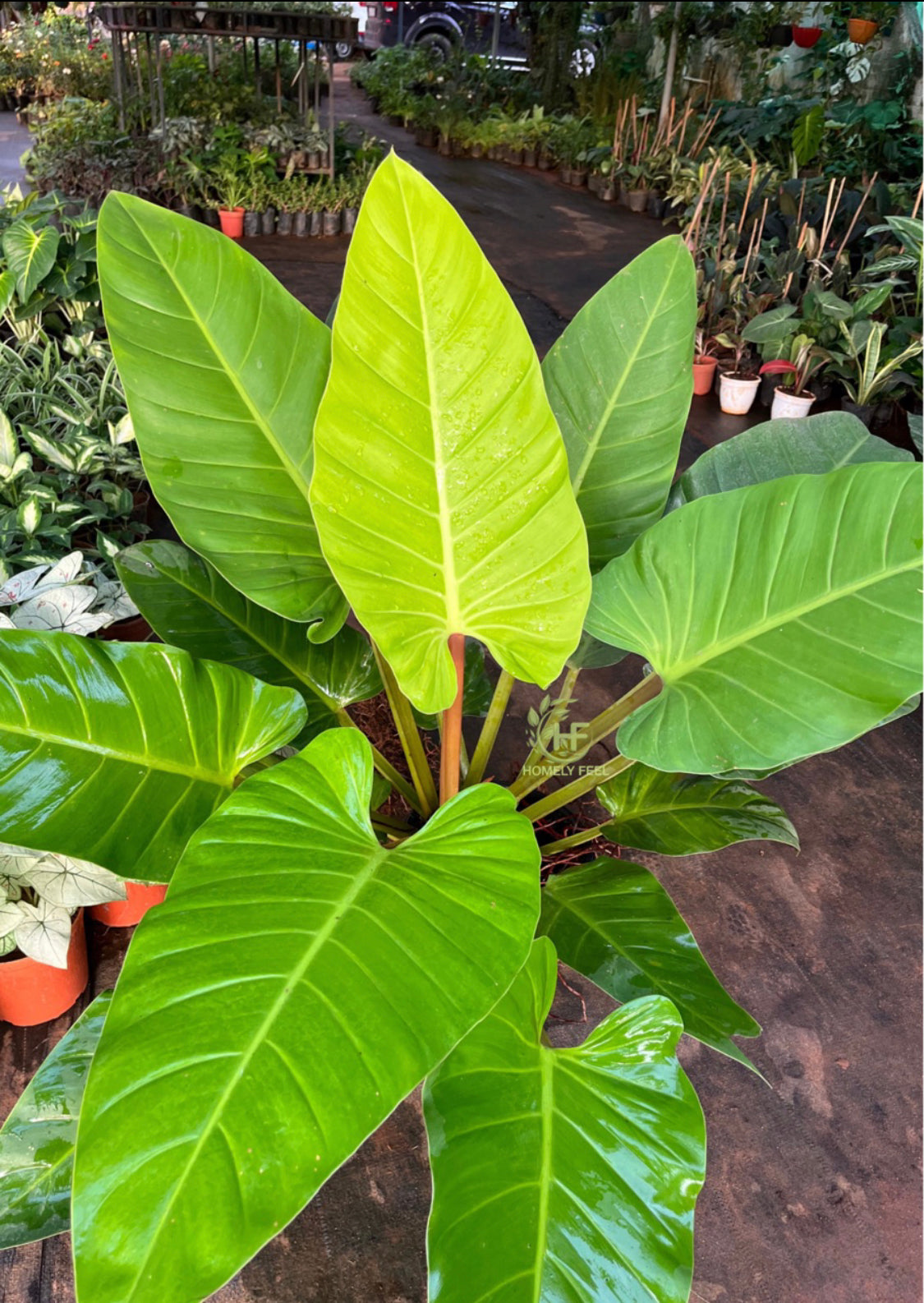 Philodendron Golden Melinonii(Medium Size)