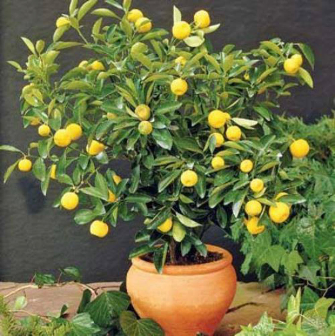 Bush Orange(Layered Plant)