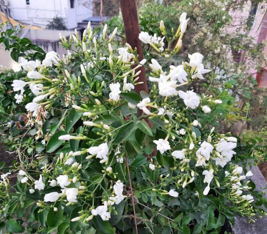 Juhi/Nithya Malli/Creeper Jasmine/Jasminum azoricum