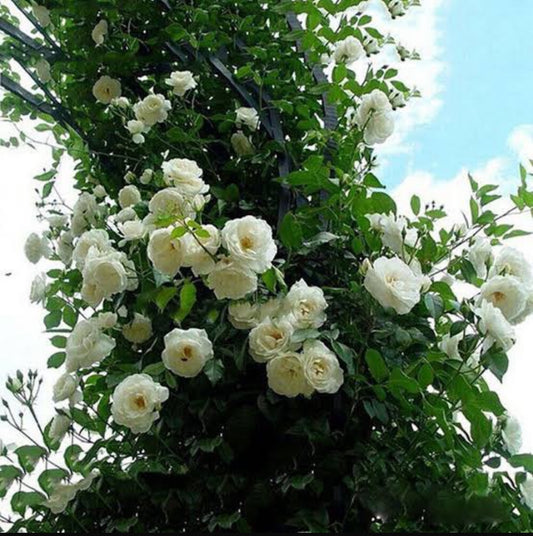 Creeper Rose White(Own Rooted)