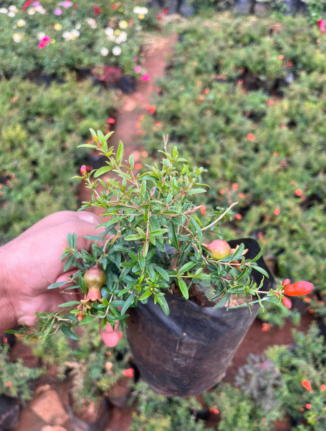 Pomegranate miniature