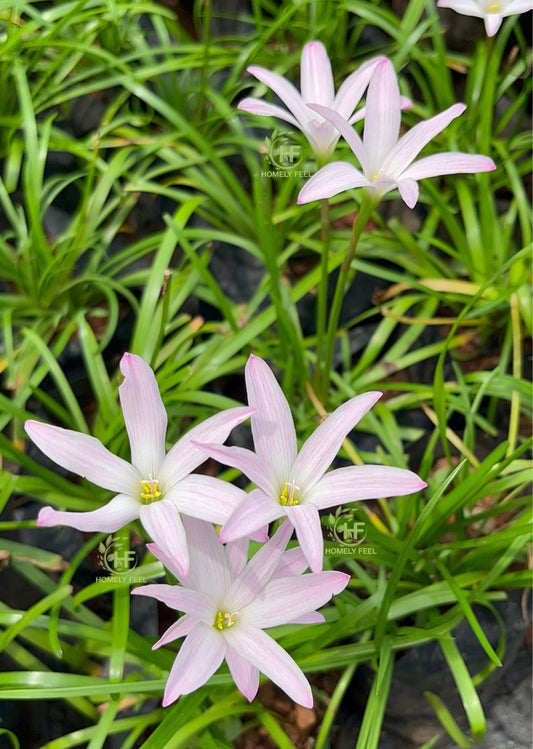 Rain Lilly light pink