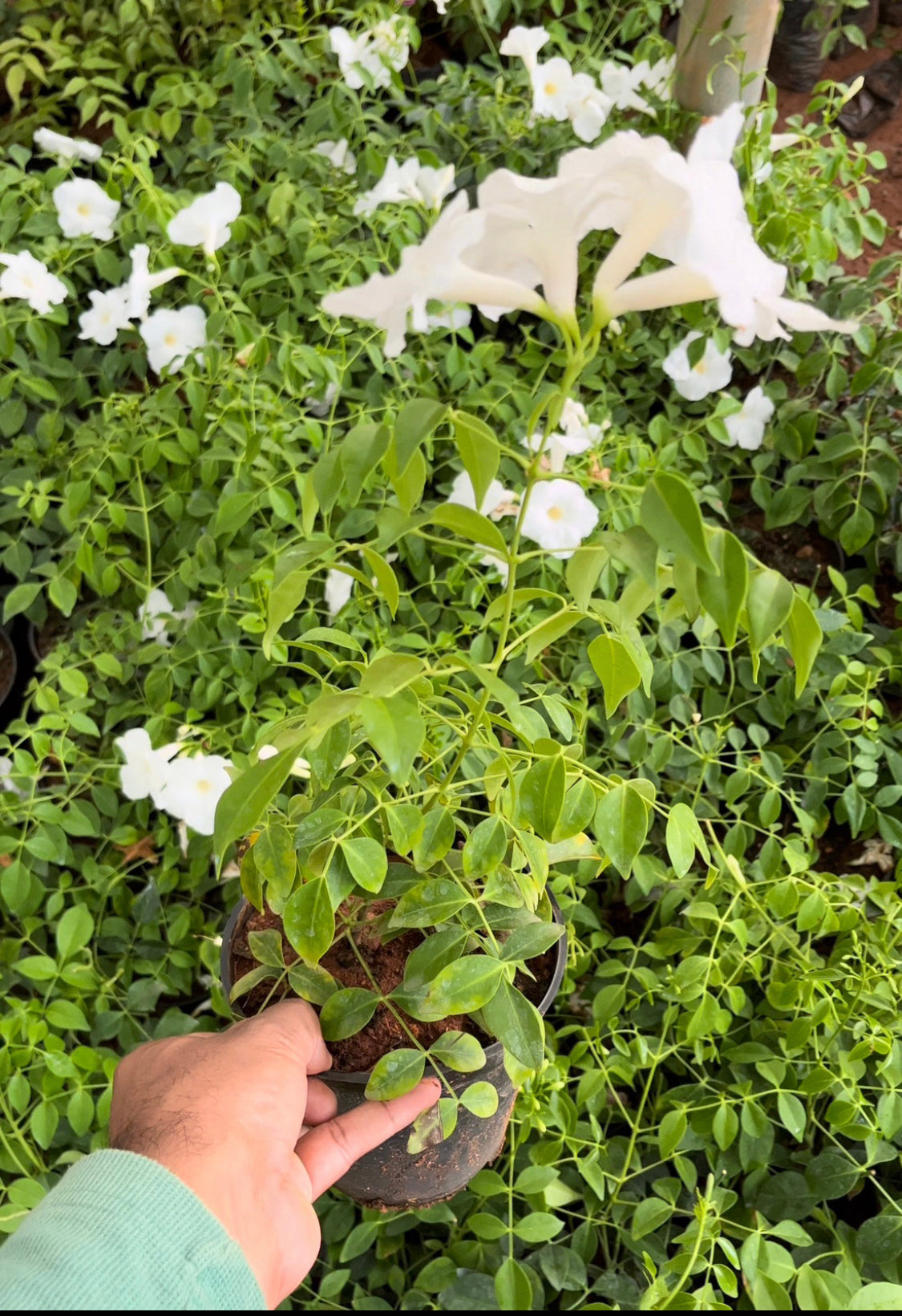 White Bower Vine Creeper