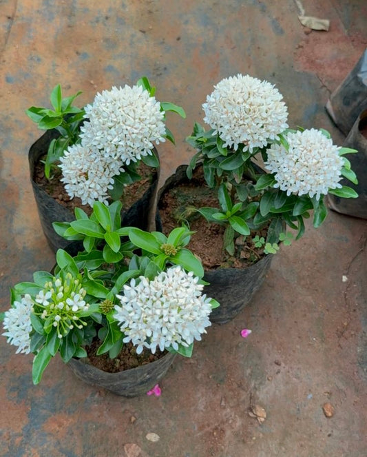 Ixora Dwarf White