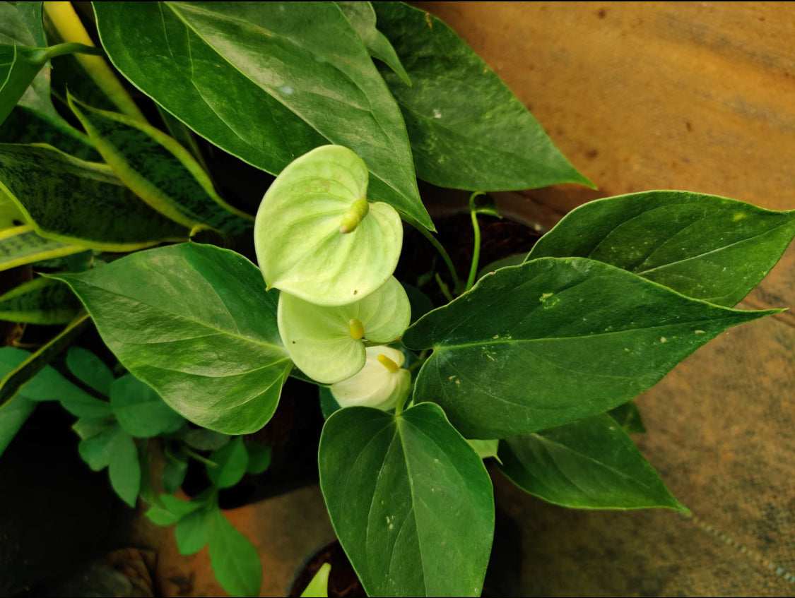 Anthurium Pista Colour.