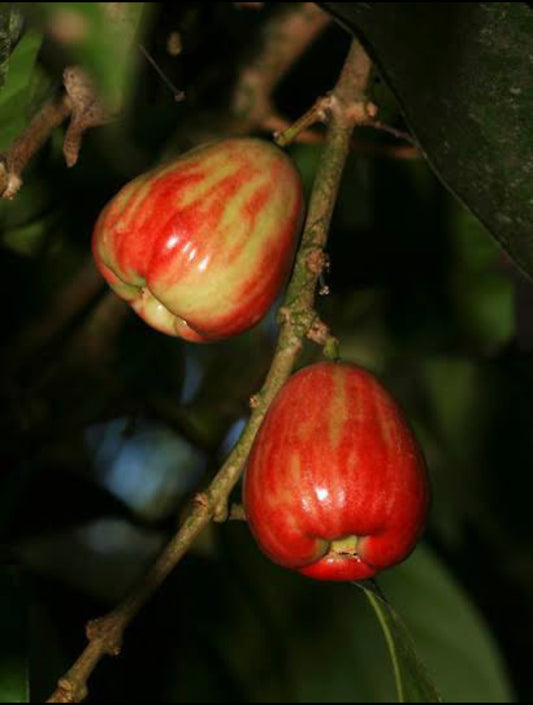 Malay Apple Jambu