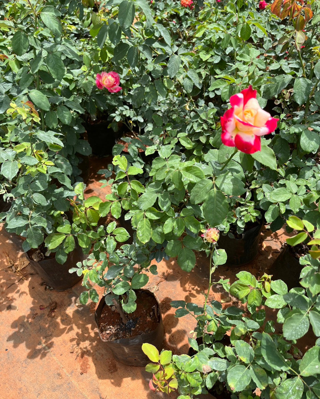 Double Delight Rose(Scented)