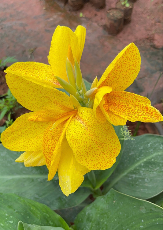 Canna Lilli Yellow Hybrid