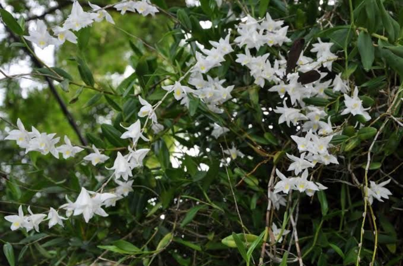 Dendrobium Crumenatum(Pigeon Orchid)Scented Orchid