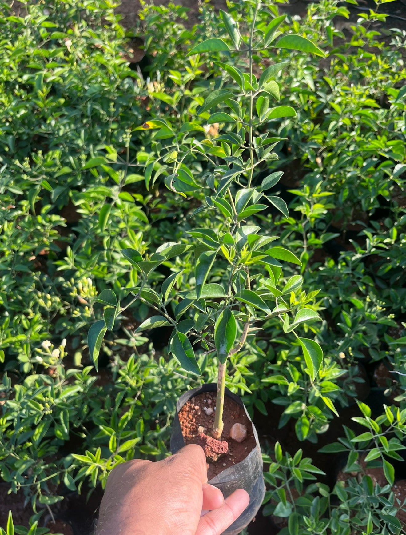 Juhi/Nithya Malli/Creeper Jasmine/Jasminum azoricum