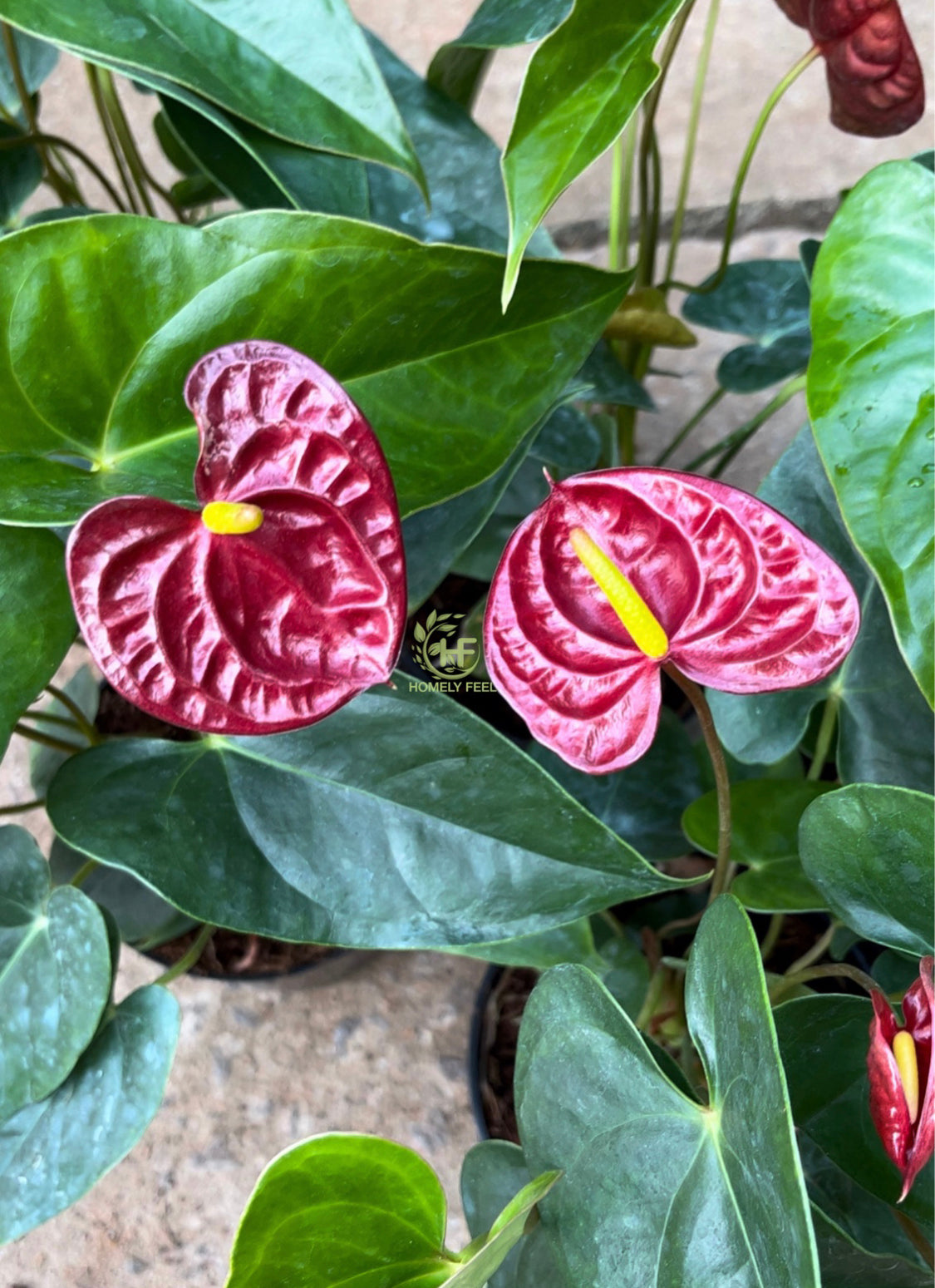 Anthurium Liver Red