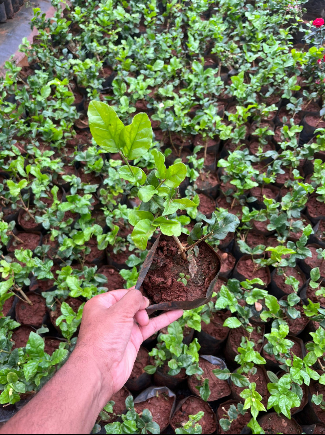 Seven Layer/Arabian Jasmine(2 plants combo)