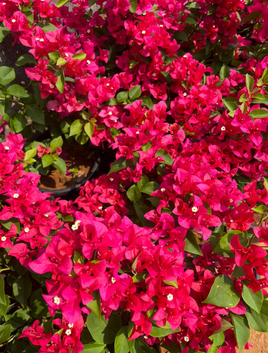 Bougainvillea Pinkish Red